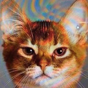 Meet your Posher, Debra